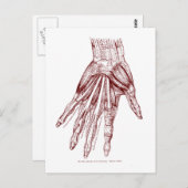 Het menselijke Rood van de Spieren van de Hand van Briefkaart (Voorkant / Achterkant)