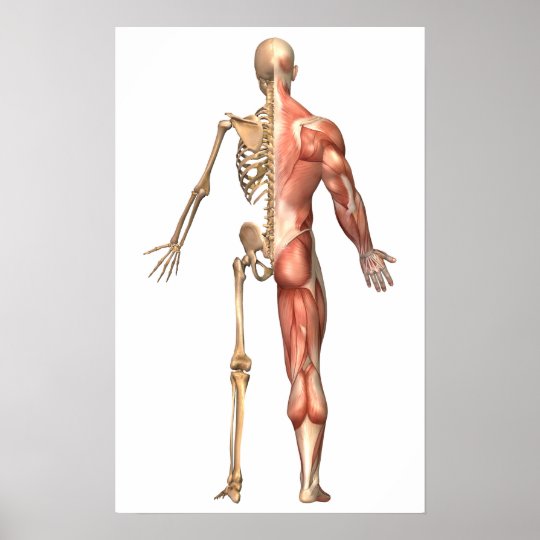 Onwijs Het menselijke Skelet en het SpierSysteem, Rug Poster | Zazzle.nl OM-67
