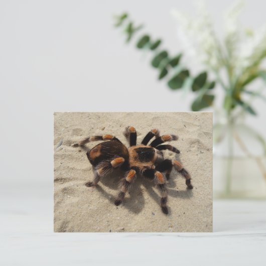 Het Mexicaanse Briefkaart van de Tarantula (Staand voorkant)