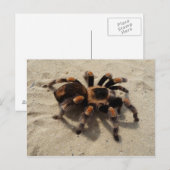 Het Mexicaanse Briefkaart van de Tarantula (Voorkant / Achterkant)