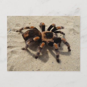 Het Mexicaanse Briefkaart van de Tarantula