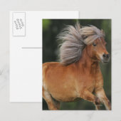 Het miniatuur Lopen van het Paard Briefkaart (Voorkant / Achterkant)