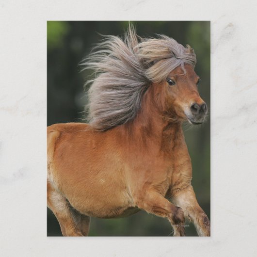 Het miniatuur Lopen van het Paard Briefkaart (Voorkant)