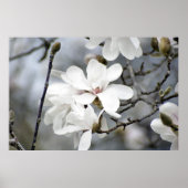 Het moet een lente zijn, een Tulp-boom in Bloom Poster (Voorkant)