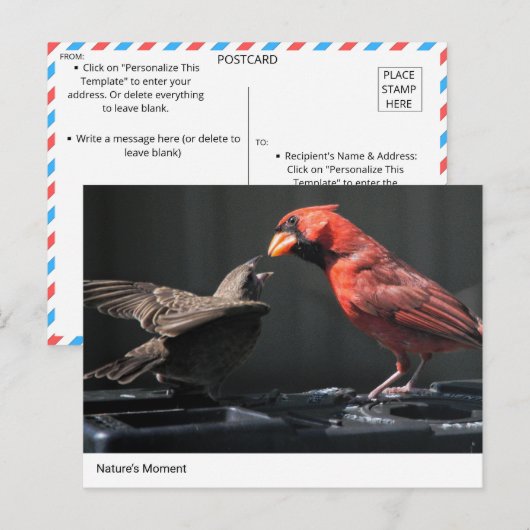 Het moment van natuur: kardinaal en mus briefkaart (Voorkant / Achterkant)
