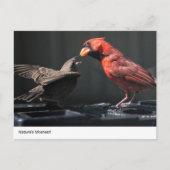 Het moment van natuur: kardinaal en mus briefkaart (Voorkant)