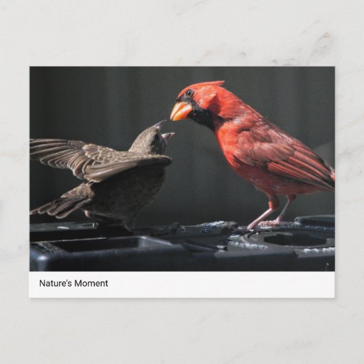 Het moment van natuur: kardinaal en mus briefkaart (Voorkant)