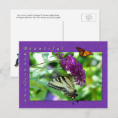 Het mooie Briefkaart Butterflies (Voorkant / Achterkant)