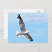 Het mooie Briefkaart van Florida van de zeemeeuw (Voorkant / Achterkant)