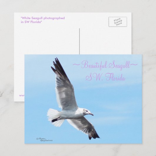 Het mooie Briefkaart van Florida van de zeemeeuw (Voorkant / Achterkant)