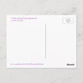 Het mooie Briefkaart van Florida van de zeemeeuw (Achterkant)