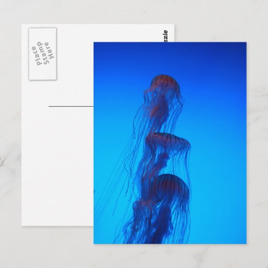 Het mooie briefkaart van Kwallen (Voorkant / Achterkant)