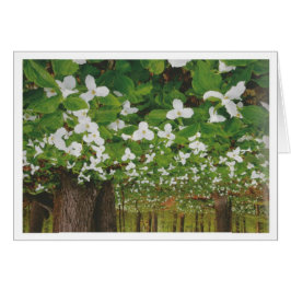 Het mooie Canadese landschap Niagara: LAAGPRIJS Ca