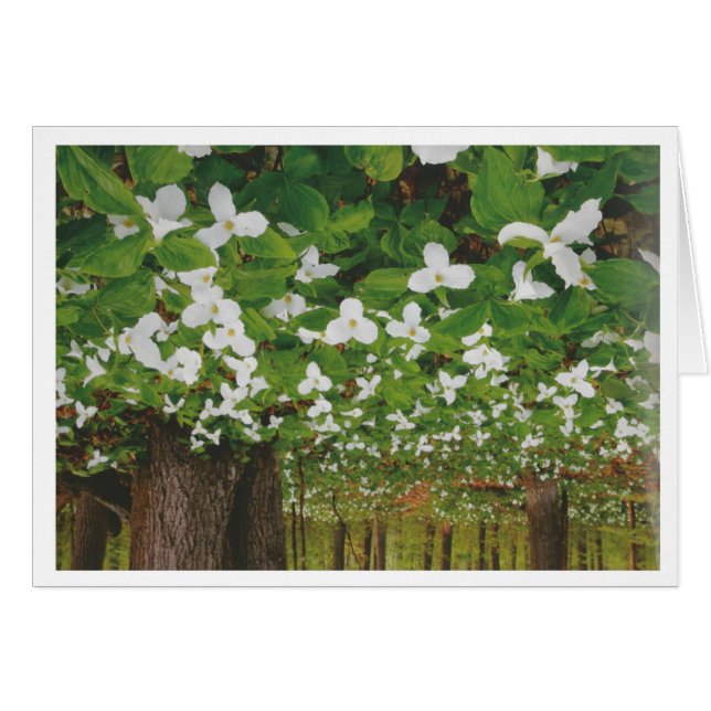 Het mooie Canadese landschap Niagara: LAAGPRIJS Ca (Voorkant Horizontaal)