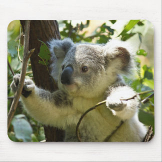 Het mooie Koala-Beer in de bomen Muismat