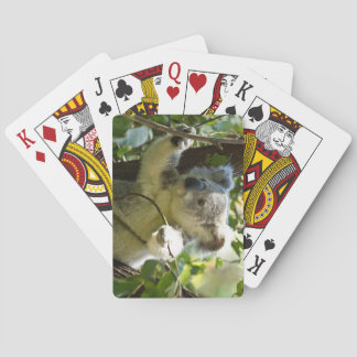 Het mooie Koala-Beer in de bomen Pokerkaarten
