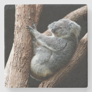 Het mooie Koala-Beer in een boom Stenen Onderzetter