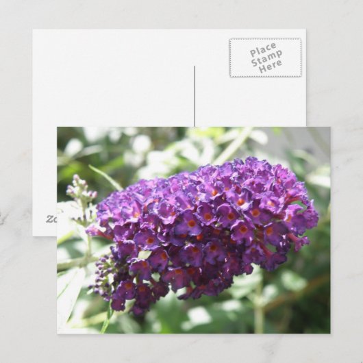 Het mooie Paarse Boeddleia Flowers Briefkaart (Voorkant / Achterkant)