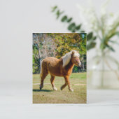 Het mooie Pony van Shetland Briefkaart (Staand voorkant)
