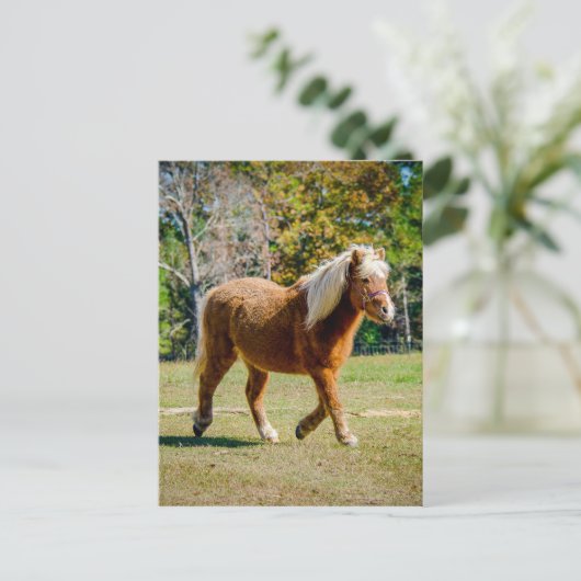 Het mooie Pony van Shetland Briefkaart (Staand voorkant)
