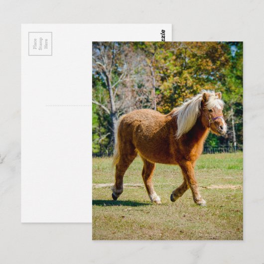 Het mooie Pony van Shetland Briefkaart (Voorkant / Achterkant)