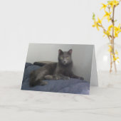 Het mooie Russische Blauwe Wenskaart van de Kat Kaart (Gele Bloem)