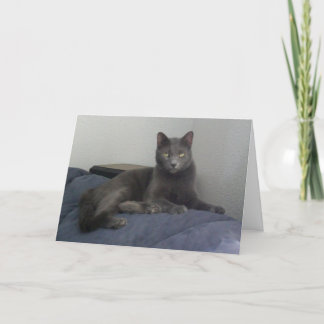 Het mooie Russische Blauwe Wenskaart van de Kat Kaart
