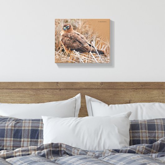 Het mooie Vrouw Noord Harrier in Marsh Canvas Afdruk (Insitu (Slaapkamer))