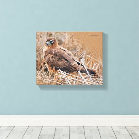Het mooie Vrouw Noord Harrier in Marsh Canvas Afdruk (Insitu (Houten vloer))