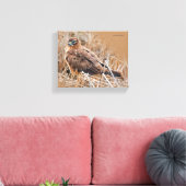 Het mooie Vrouw Noord Harrier in Marsh Canvas Afdruk (Insitu (Woonkamer))