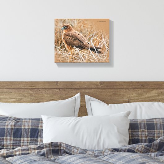 Het mooie Vrouw Noord Harrier in Marsh Canvas Afdruk (Insitu (Slaapkamer))