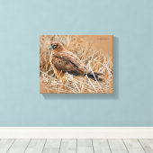 Het mooie Vrouw Noord Harrier in Marsh Canvas Afdruk (Insitu (Houten vloer))