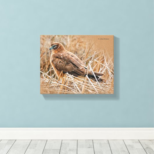 Het mooie Vrouw Noord Harrier in Marsh Canvas Afdruk (Insitu (Houten vloer))