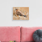 Het mooie Vrouw Noord Harrier in Marsh Canvas Afdruk (Insitu (Woonkamer))