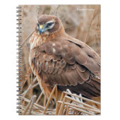 Het mooie Vrouw Noord Harrier in Marsh Notitieboek (Voorkant)