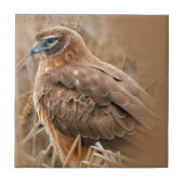 Het mooie Vrouw Noord Harrier in Marsh Tegeltje (Voorkant)