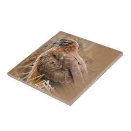 Het mooie Vrouw Noord Harrier in Marsh Tegeltje