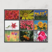 Het mooiste Briefkaart van de Bloemkool (Voorkant)