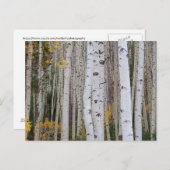 Het najaar van de Aspen Briefkaart (Voorkant / Achterkant)