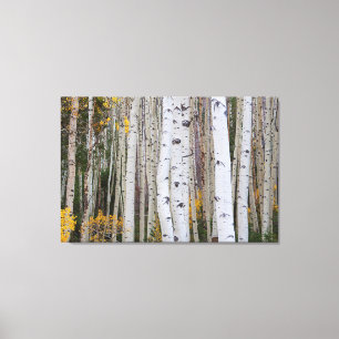 Het najaar van de Aspen Canvas Afdruk