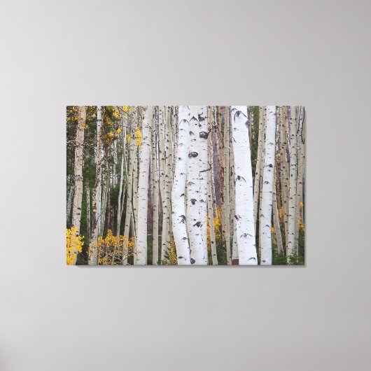 Het najaar van de Aspen Canvas Afdruk (Voorkant)