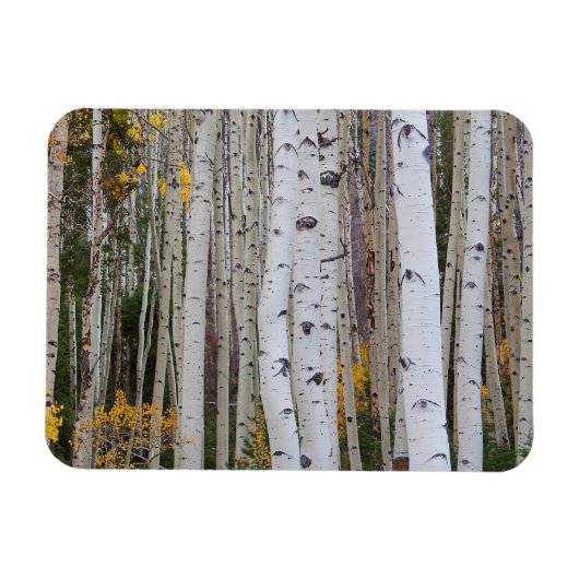 Het najaar van de Aspen Magneet (Horizontaal)