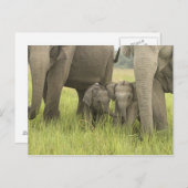 Het Nationale Park van Corbett, Uttaranchal, India Briefkaart (Voorkant / Achterkant)