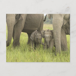 Het Nationale Park van Corbett, Uttaranchal, India Briefkaart