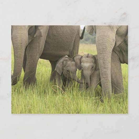 Het Nationale Park van Corbett, Uttaranchal, India Briefkaart (Voorkant)