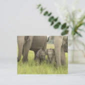 Het Nationale Park van Corbett, Uttaranchal, India Briefkaart (Staand voorkant)