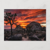 Het Nationale Park van de Boom van Joshua bij het Briefkaart (Voorkant)