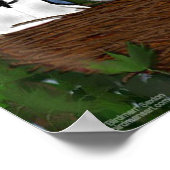 Het Nest Blue Jay Poster verlaten (Hoek)