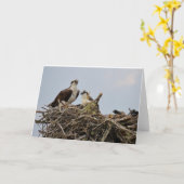 Het nest van de visarend met baby kaart (Gele Bloem)
