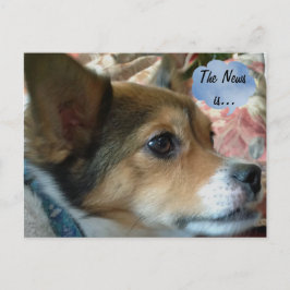 Het News Dog Briefkaart